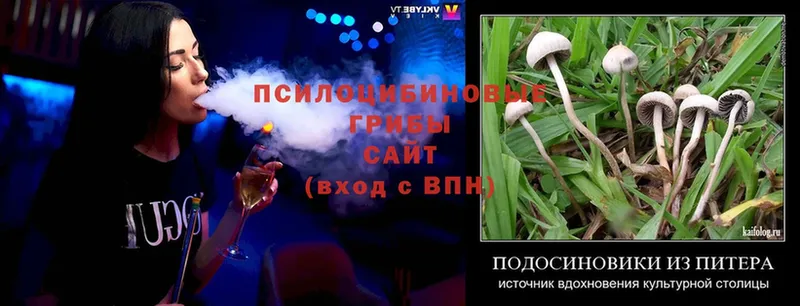 где продают наркотики  Пучеж  Галлюциногенные грибы Cubensis 